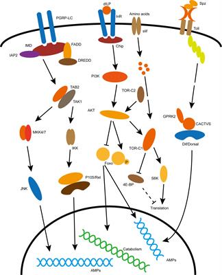 Immunometabolic regulation during the presence of microorganisms and parasitoids in insects